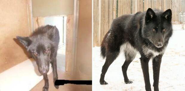before-and-after-photos-of-adopted-dogs-8