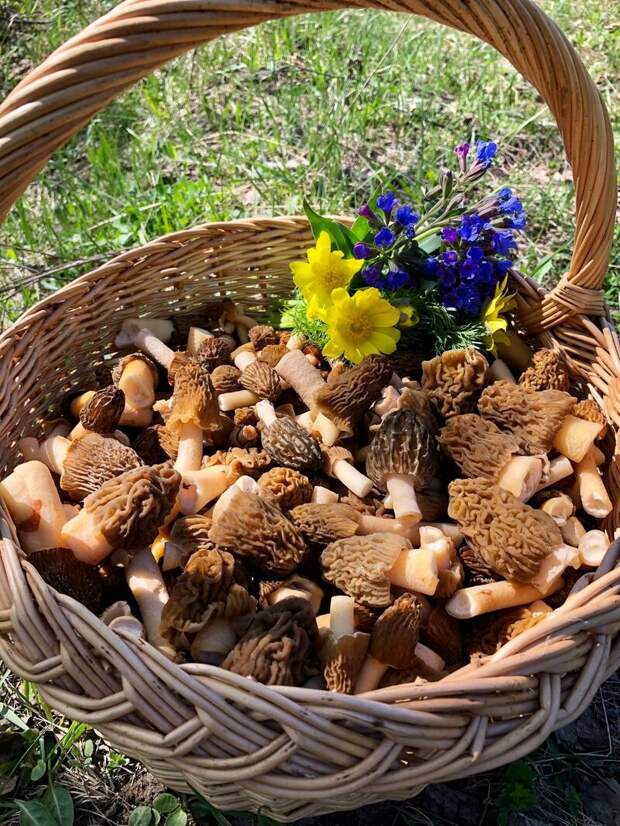 Фото: Елена Прилуцкая / vk.com/gribniki22rus