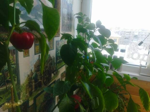 Нижегородка поделилась секретами выращивания перцев на балконе зимой