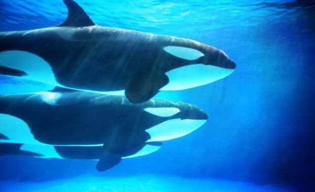 Как водные млекопитающие удерживают кислород под водой загадки, природа