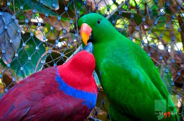 Eclectus roratus