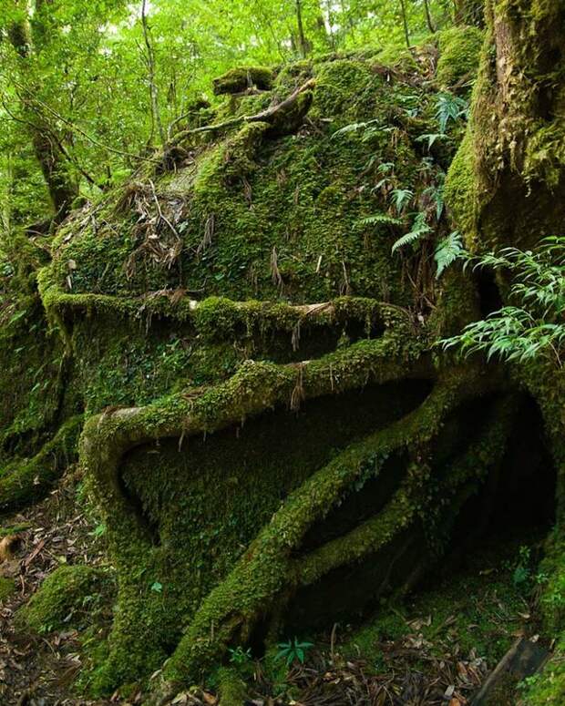 Сказочные леса острова Якусима (12 фото) Сказочные леса острова Якусима (12 фото)