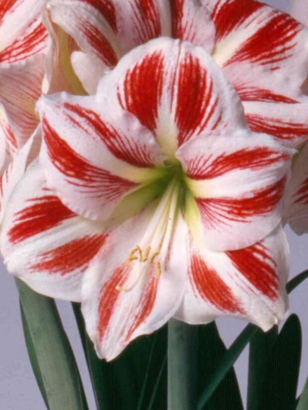 home-flowers-in-new-year-decorating3-12 (450x600, 81Kb)