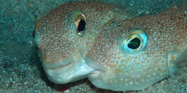 Ради привлечения самки лучепёрая рыба создает удивительные подводные узоры