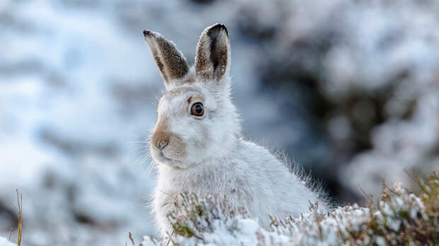 Ветврач Руденко посоветовал не подкармливать диких животных зимой