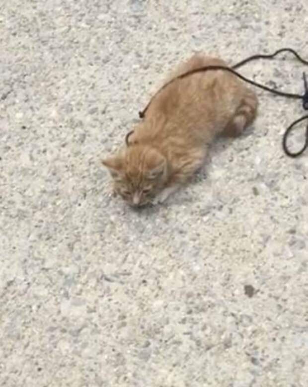 Котенок полз по тротуару с перевязанной шнурком шеей Котенок полз по тротуару с перевязанной шнурком шеей история, история спасения, котенок, коты, котята, кошки, помощь животным, спасение животных