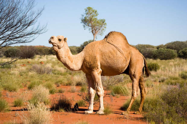 8. Саудовская Аравия импортирует верблюдов из Австралии. интересное, удивительные факты, факты