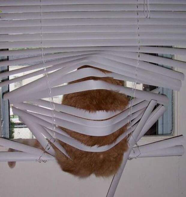 Коты и жалюзи Коты и жалюзи