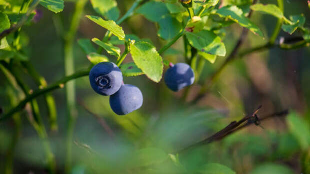 Никакого навоза и золы: как посадить садовую голубику весной, чтобы кусты ломились от ягод