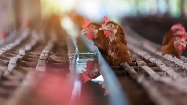 На севере Японии забьют около 520 тыс. кур из-за вспышки птичьего гриппа