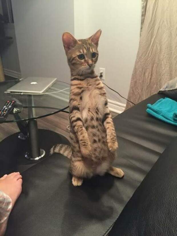 По стойке смирно животные, коты, смирно