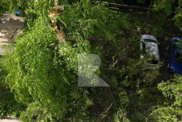В Рязани улице Шевченка рухнуло дерево, едва не задев припаркованные машины
