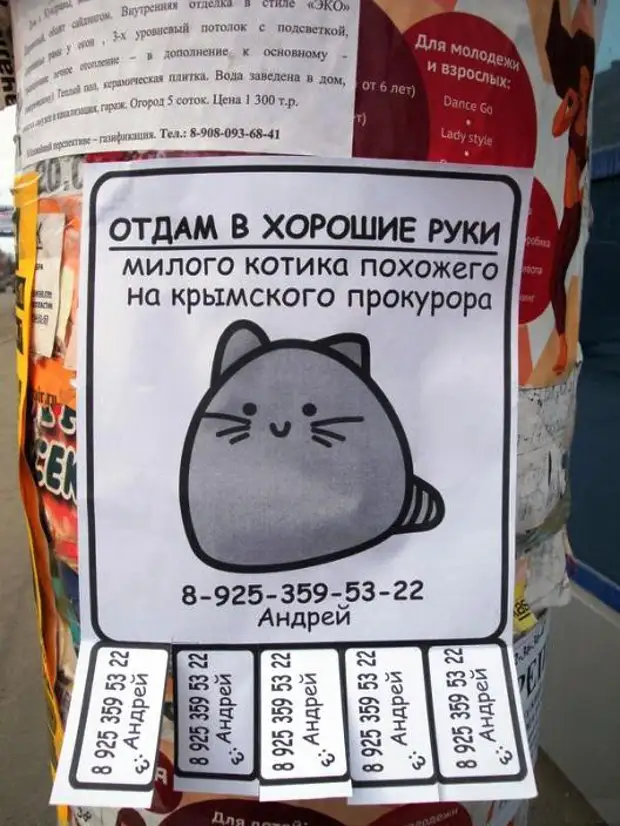 Объявление о продаже кота образец