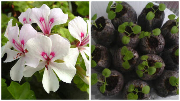 Слева еще до такого цветения месяцы, справа посев семян в торфяные таблетки, фото пользователя сайта Валентины Бугай