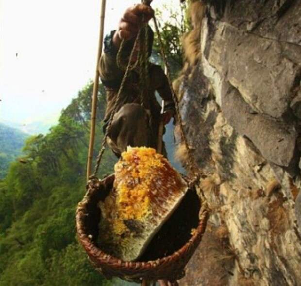 Собиратели меда в Гималаях