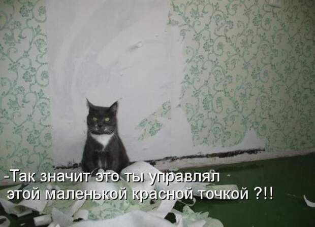 Усатый и хвостатый (котоматрица)