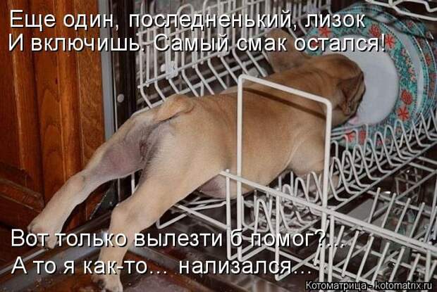 Лучшие котоматрицы недели (50 фото)