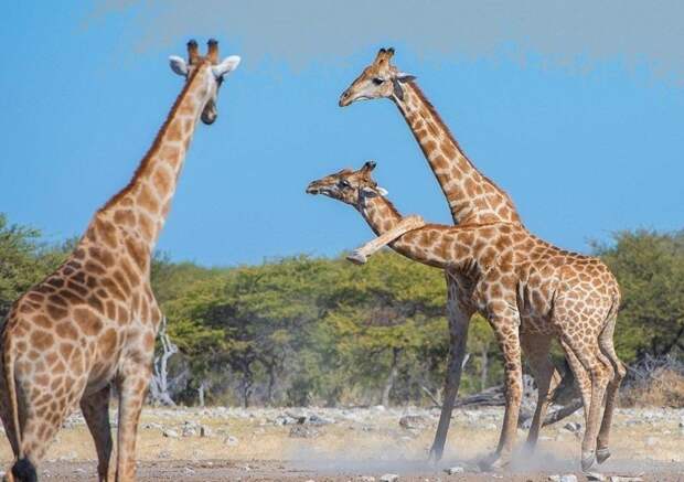 Жираф-каратист после удара в стиле Брюса Ли стал знаменитостью в Сети борьба, в мире, животные, жираф, природа