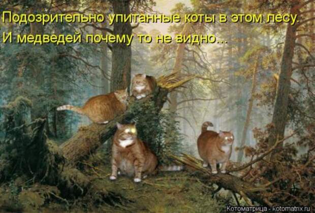 Котоматрицы (забавные картинки с надписями)