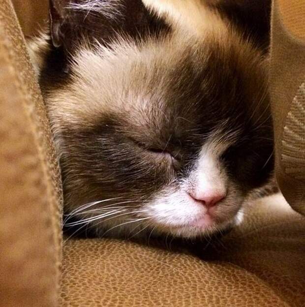 кошка