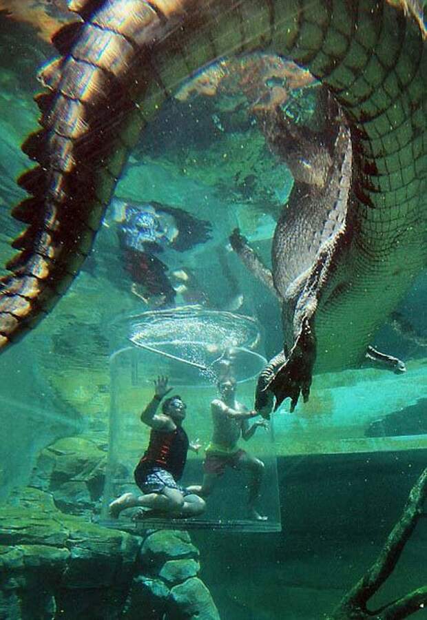 Экстремальный аттракцион Crocosaurus Cove в Австралии