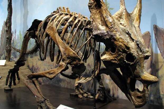 10 древних животных, останки которых сохранились лучше всего