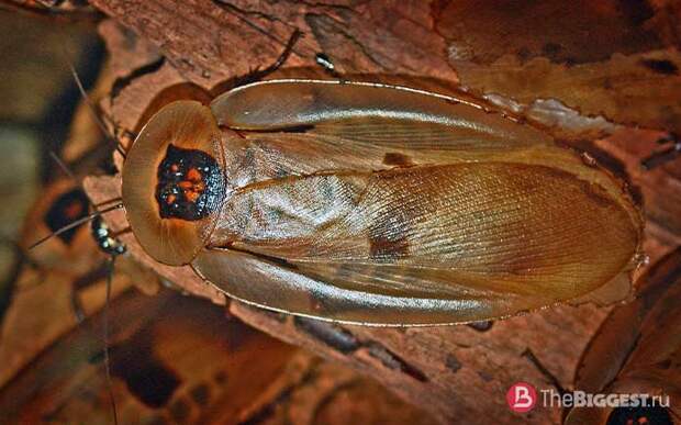 Самые большие тараканы: Blaberus giganteus. CC0