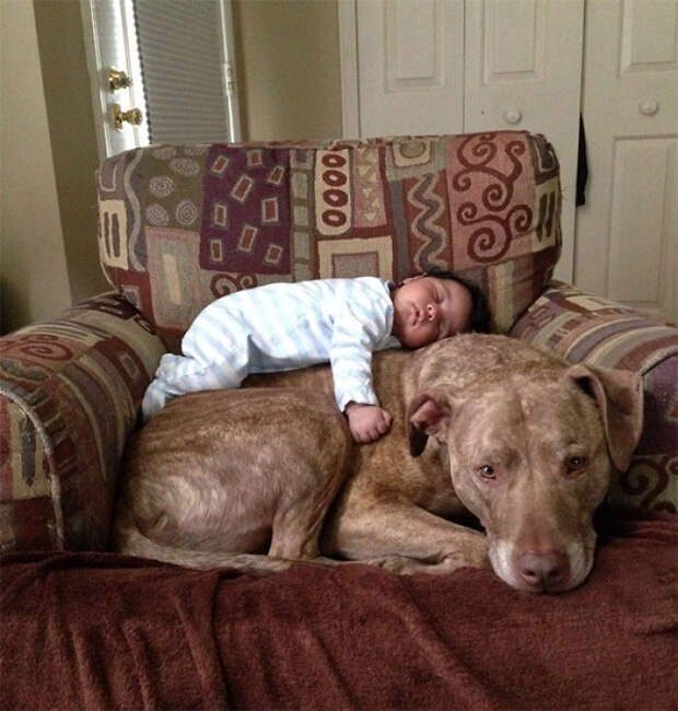 A Baby And A 125 Lb Pit Bull