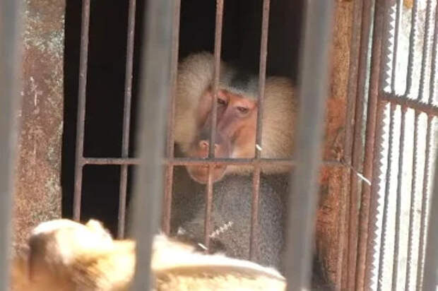 Watch: Baboon escapes from zoo in Cuba, found in nearby neighborhood