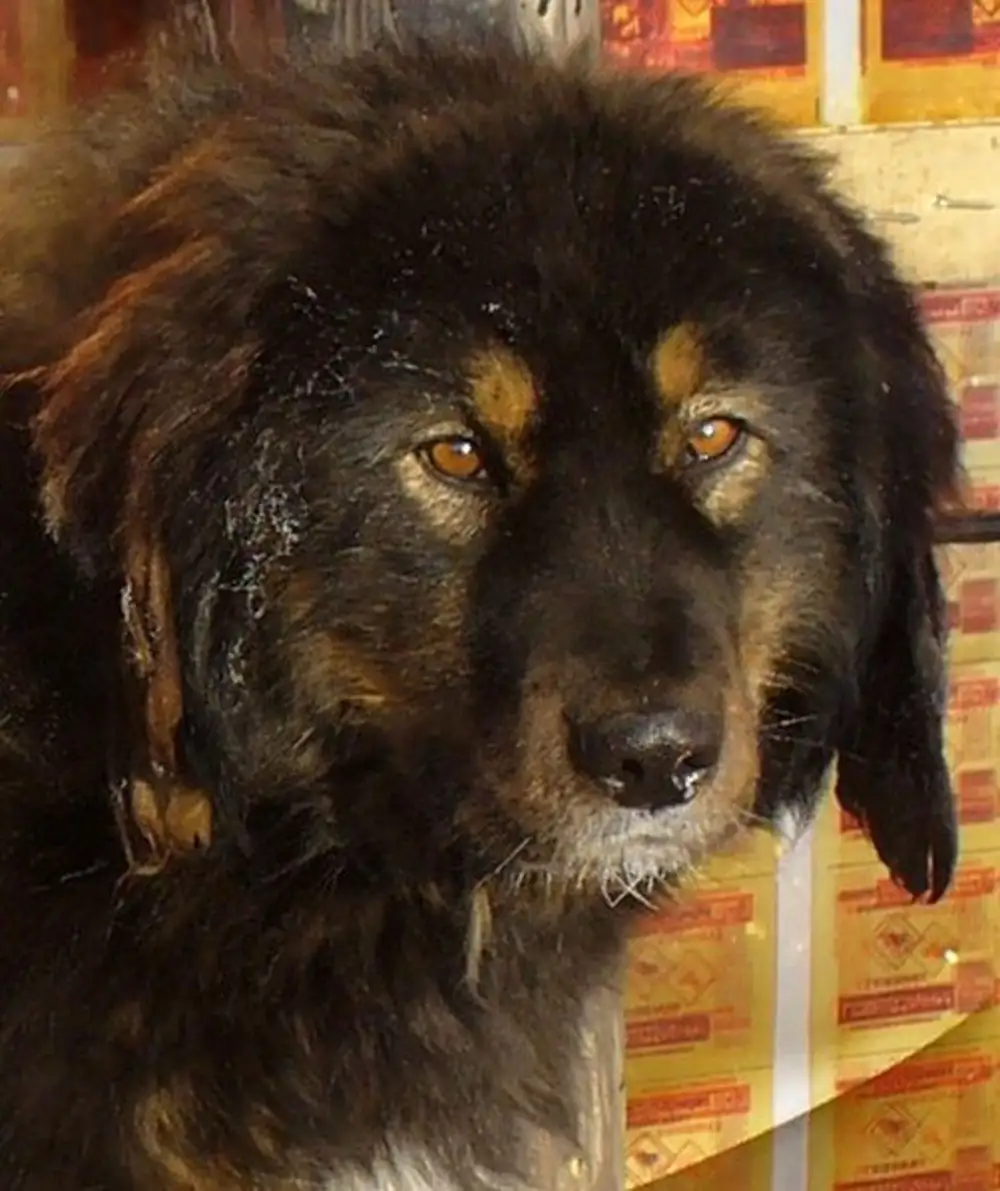 Монгольская собака банхар