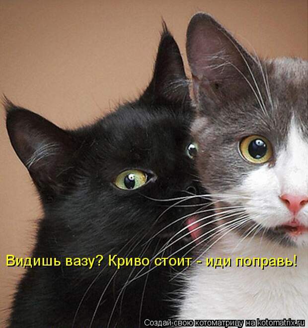 Котоматрица: Видишь вазу? Криво стоит - иди поправь!
