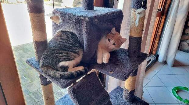 Самые смешные фото котов за осень 2025 года