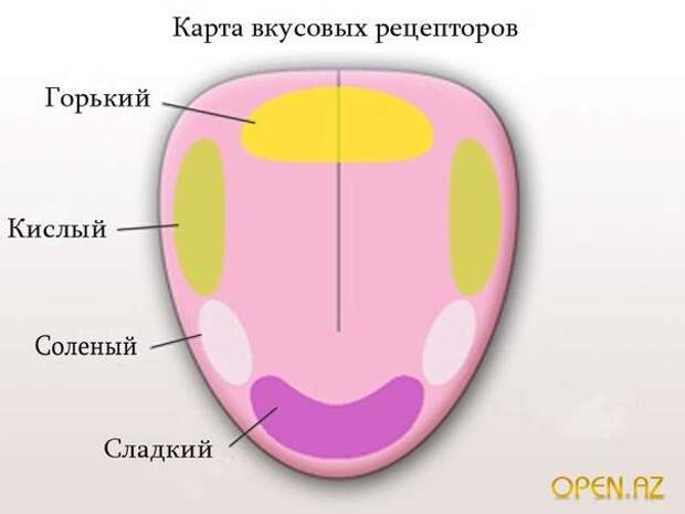 В школе рассказывали, что кончик языка ощущает только сладкое, а основание языка - горькое? Так вот - это ложь! занимательные факты, факты