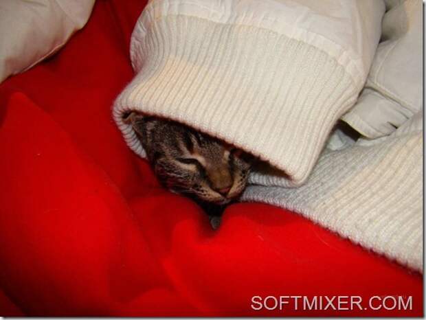 slp_cats_52