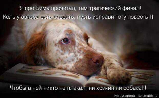 Котоматрицы(картинки с надписями)