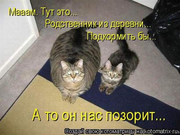 Котоматрицы(картинки с надписями)