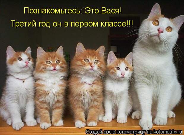 Котоматрица: Познакомьтесь: Это Вася! Третий год он в первом классе!!!