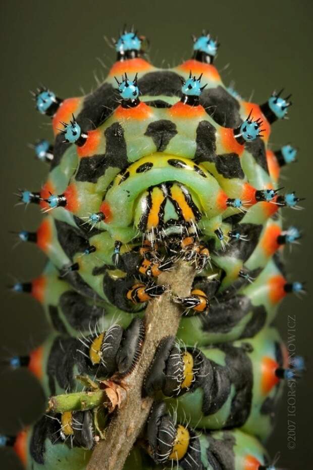Шелкопряд Каллета насекомые, странные, ужасные, уродливые