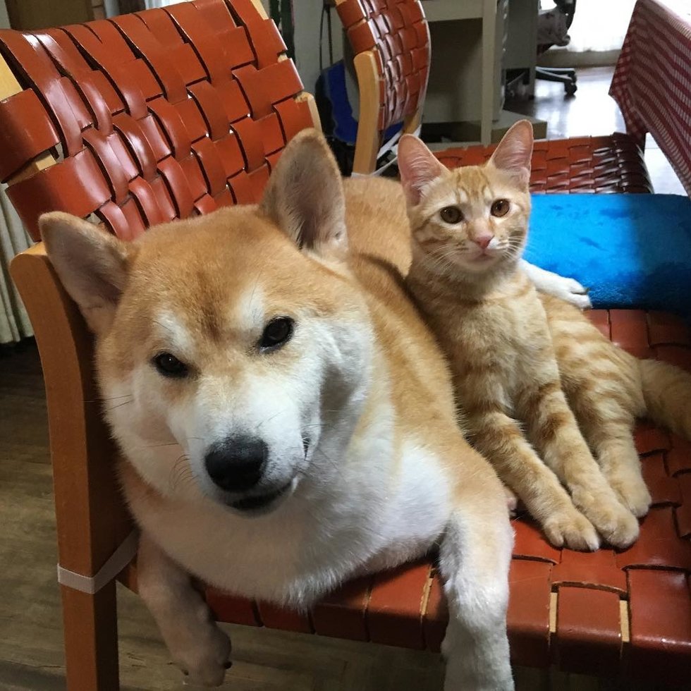 Без кота и жизнь не та