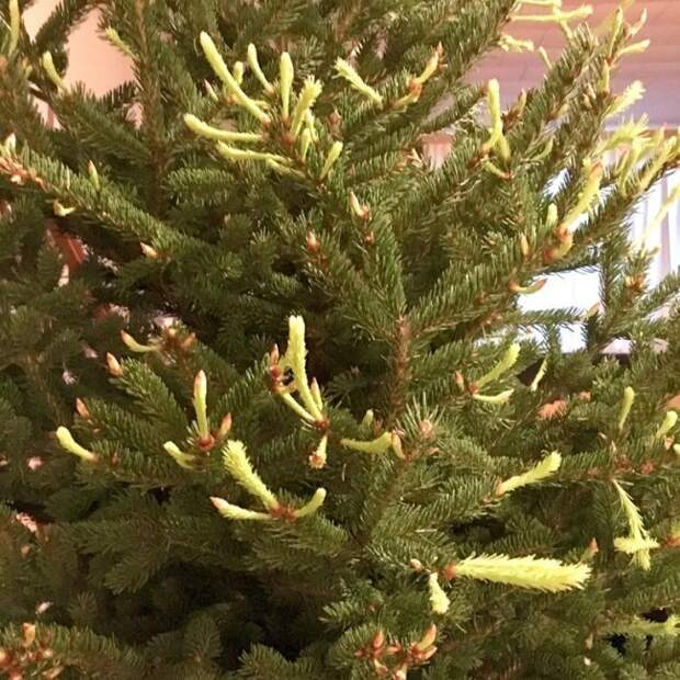 Моя рождественская елка зацвела взгляд изнутри, необычные вещи, новый ракурс, фото