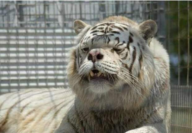 Белый тигр Кенни генетика, животные-монстры, мутации