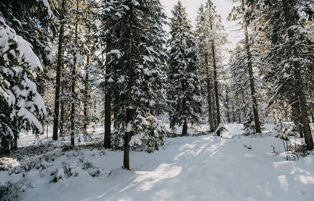 Во вторую ночь 2026 года столбики термометров в Тульской области опустятся до - 20 градусов
