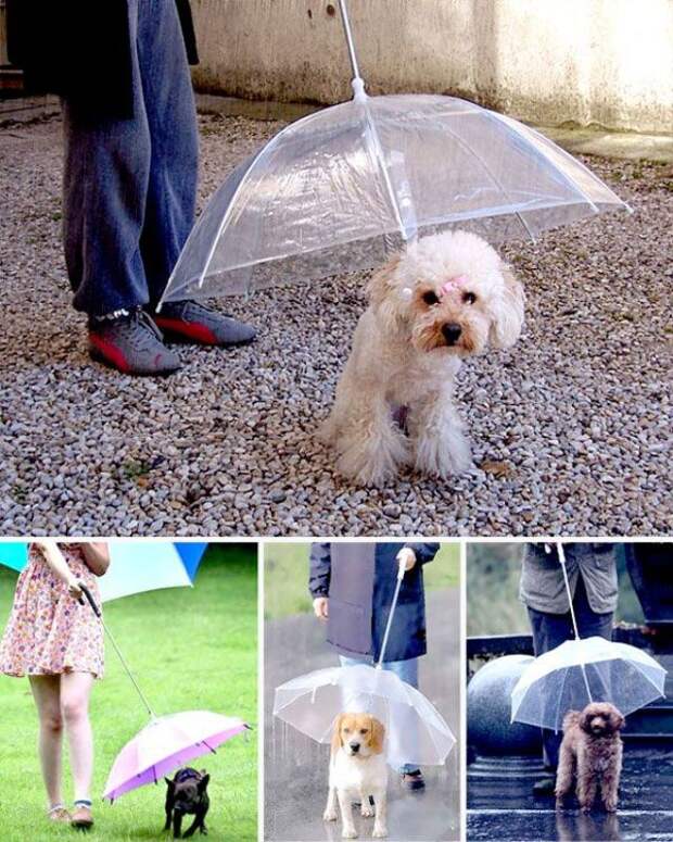 Собачий зонтик