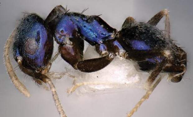 Недавно энтомологи объявили об открытии нового вида муравьев рода Paraparatrechina в деревне Йингку в Аруначал-Прадеш, отдаленном регионе на северо-востоке Индии