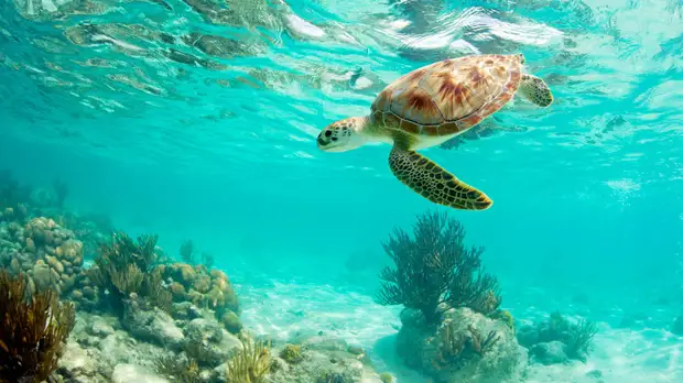 Выбор пола: как черепахи приспосабливаются к изменениям климата