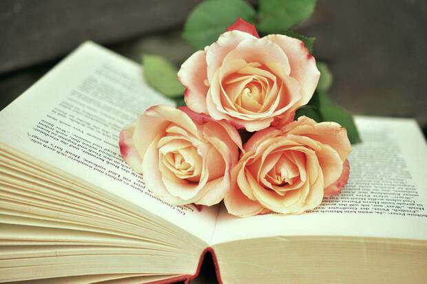 Книга. Фото pixabay.com