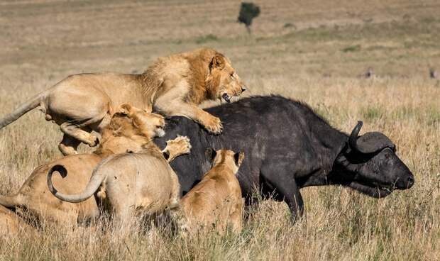 Прайд из восьми львов завалил буйвола
