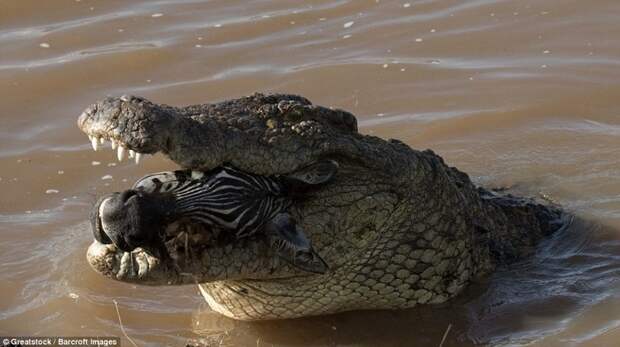 Свидетелем ужасающей трапезы стал фотограф Субраманьян Сридхаран  животные, зебра, крокодил