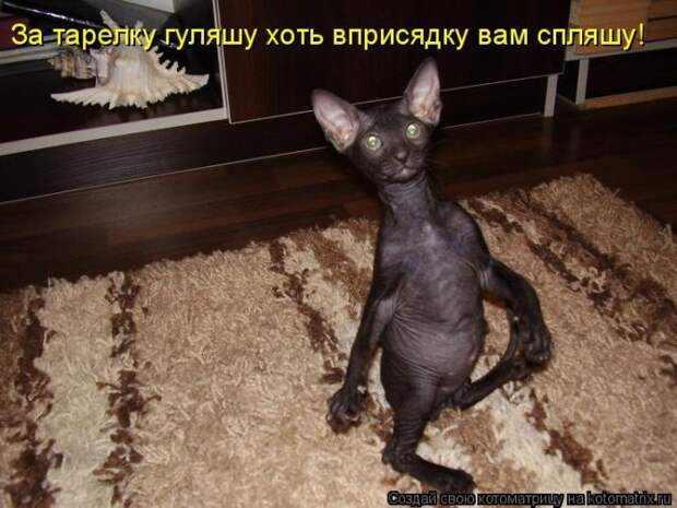 Забавные животные (50 фото)