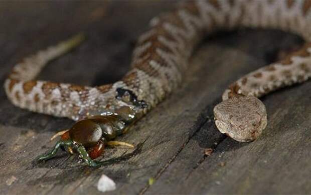 Сколопендра, прогрызшая съевшую ее змею изнутри бывает же такое, животные, интересное, природа, растения, ужасы